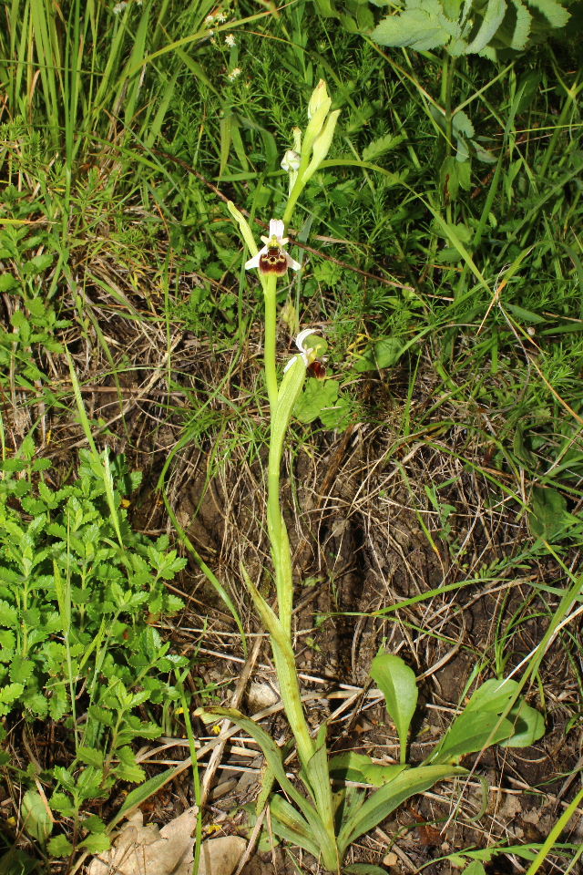 Ophrys tetraloniae / Ofride Tetralonia